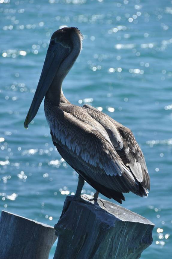 Pelicano descansa em pier em Cancún, no sul do México